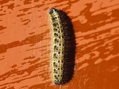 Pieris brassicae