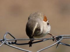 Passer melanurus melanurus