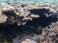 Gomphosus klunzingeri