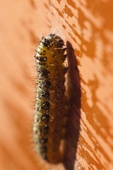 Pieris brassicae