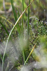 Albuca virens
