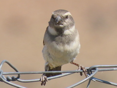 Passer melanurus melanurus