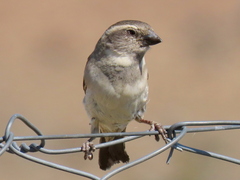 Passer melanurus melanurus