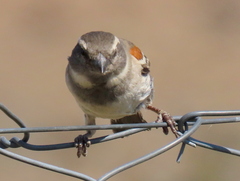 Passer melanurus melanurus