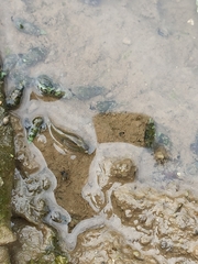 Poecilia reticulata