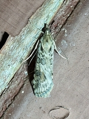 Nomophila