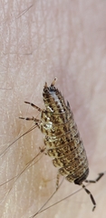 Proporcellio
