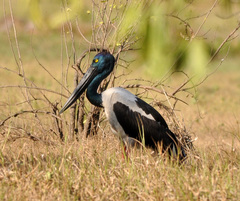 Ephippiorhynchus asiaticus