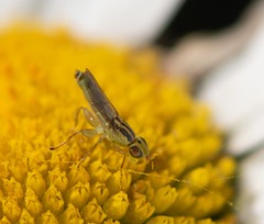 Meromyza