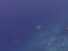 Kyphosus cinerascens