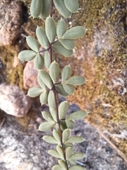 Pellaea wrightiana image
