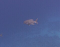 Kyphosus cinerascens