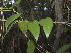 Lapageria rosea