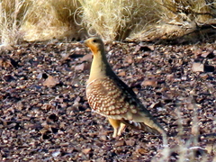Pterocles namaqua