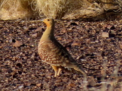 Pterocles namaqua