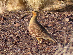 Pterocles namaqua
