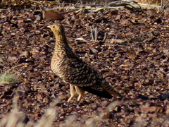 Pterocles namaqua