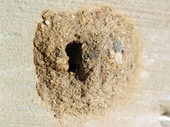 Anthophila