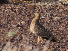 Pterocles namaqua