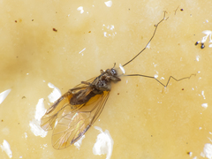 Dasydemella