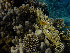 Pomacentrus sulfureus