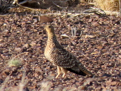 Pterocles namaqua