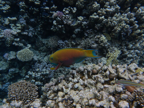 Bultkop-papegaaivis (Chlorurus gibbus) — Scaridae — 5