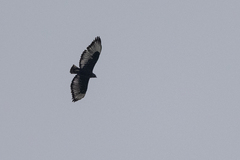 Buteo augur