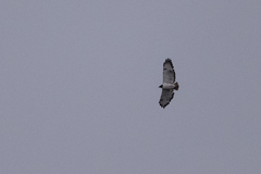 Buteo augur