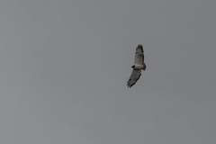 Buteo augur
