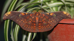 Antheraea larissa