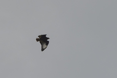 Buteo augur