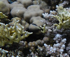 Gomphosus klunzingeri