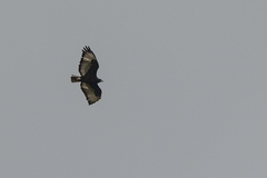Buteo augur
