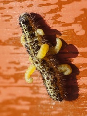 Cotesia