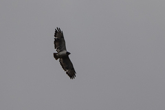 Buteo augur
