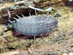 Proporcellio