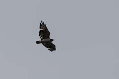 Buteo augur
