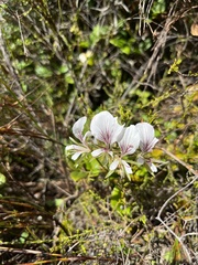 Pelargonium longicaule