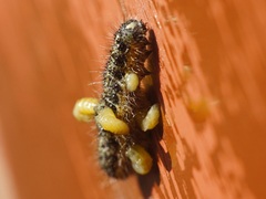 Cotesia
