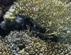 Pycnochromis dimidiatus