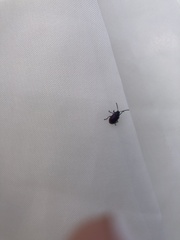 Freudeita cupripennis