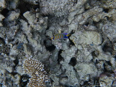 Pygoplites diacanthus