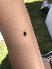Freudeita cupripennis