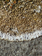 Protoparmeliopsis muralis