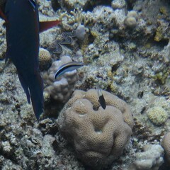 Pycnochromis dimidiatus