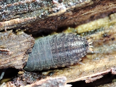 Proporcellio