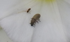 Dasytidius