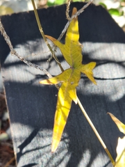 Passiflora tenuiloba