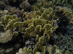 Millepora platyphylla